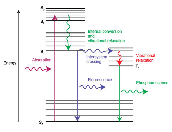 Diagramma che mostra l'assorbimento della luce e i processi che prendono pare all'emissione di luce come fluorescenza e fosforescenza.